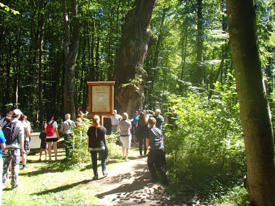 najstarsze dęby