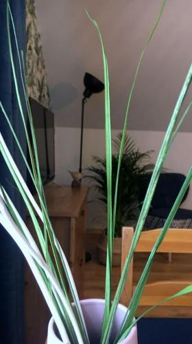 Apartament nr 2