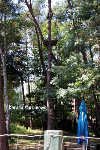 Otoczenie Koralia (20)
